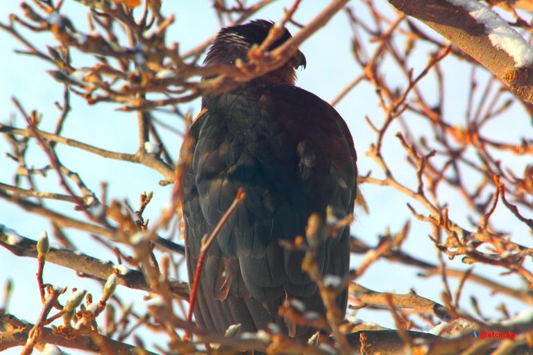 project feederwatch coopers hawk image.jpg